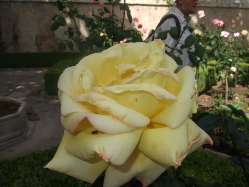 Anadalusien 2009 - 0851 